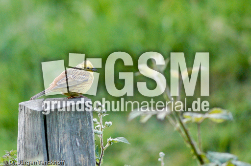 Goldammer (16 von 49).jpg